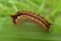 Euthrix potatoria