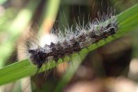 Lymantria monacha