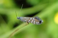 Glyphipterix thrasonella