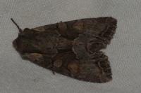Lacanobia w-latinum