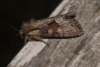 Lacanobia w-latinum