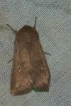 Mythimna albipuncta