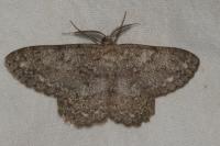 Hypomecis punctinalis