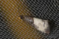 Notocelia cynosbatella