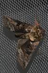 Abrostola tripartita
