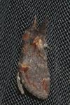 Notodonta dromedarius