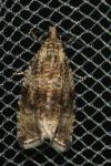 Celypha lacunana