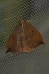 Watsonalla binaria