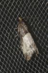Notocelia cynosbatella