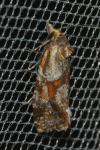 Aethes piercei