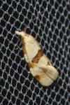 Aethes cnicana
