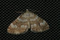 Perizoma flavofasciata