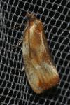 Eulia ministrana