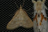 Paracorsia repandalis