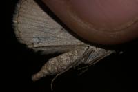 Aplocera plagiata