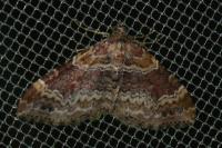 Xanthorhoe ferrugata