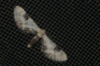 Eupithecia centaureata