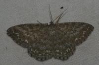 Scopula immorata