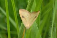 Rivula sericealis