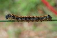 Malacosoma neustria