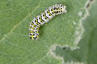 Cucullia verbasci