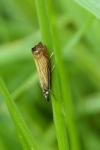 Chrysoteuchia culmella