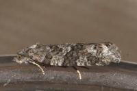 Cnephasia