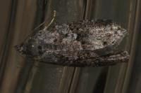 Cnephasia