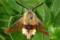 Hemaris fuciformis