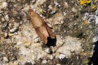 Celypha striana