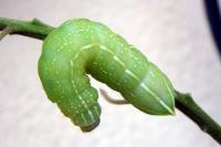 Amphipyra pyramidea