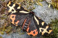 Arctia plantaginis
