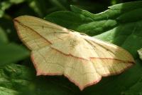 Timandra comae