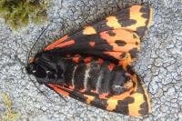 Arctia plantaginis