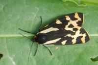 Arctia plantaginis