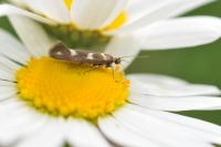 Scythris scopolella