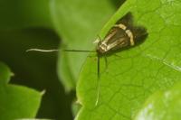 Nemophora degeerella