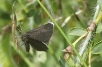 Odezia atrata