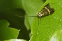 Nemophora degeerella