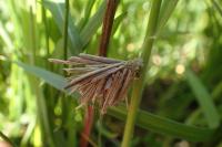 Ptilocephala albida