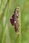 Incurvaria oehlmanniella