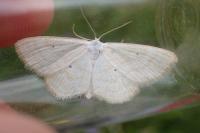 Scopula immutata
