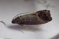 Cydia pomonella