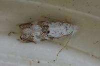 Bucculatrix frangutella