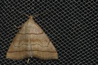 Herminia tarsicrinalis