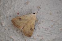 Rivula sericealis