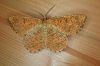 Angerona prunaria