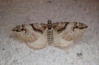 Pareulype berberata berberata