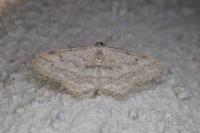 Idaea seriata