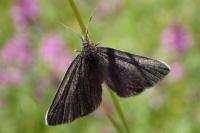 Odezia atrata